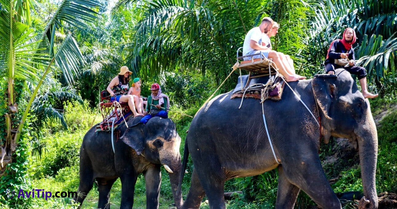 elephant tours khao lak