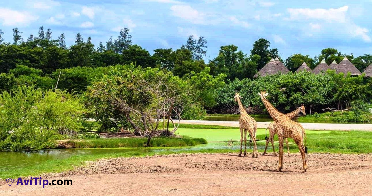 Сафари парк в Бангкоке - Safari World